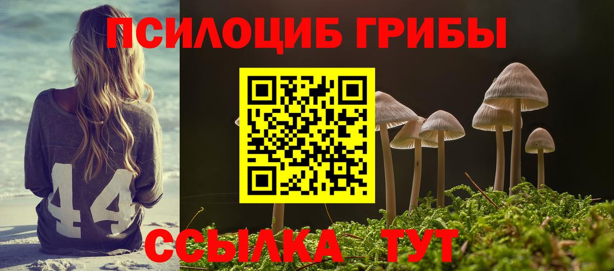 Звенигород  Псилоцибиновые грибы Cubensis  Вход с VPN 
